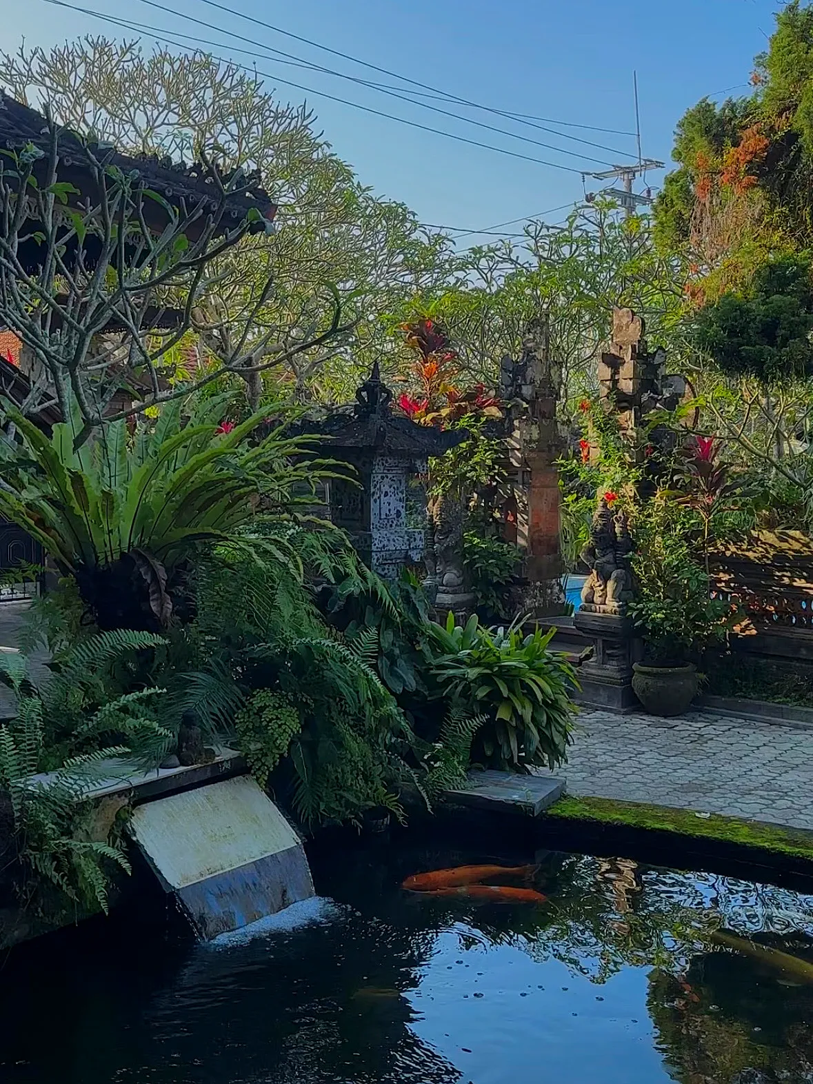 Koi swimming in the courtyard pond below a stone shrine and ferns